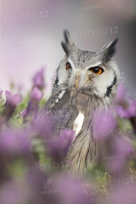 Southern White-faced Owl (Ptilopsis granti) captive, Germany
