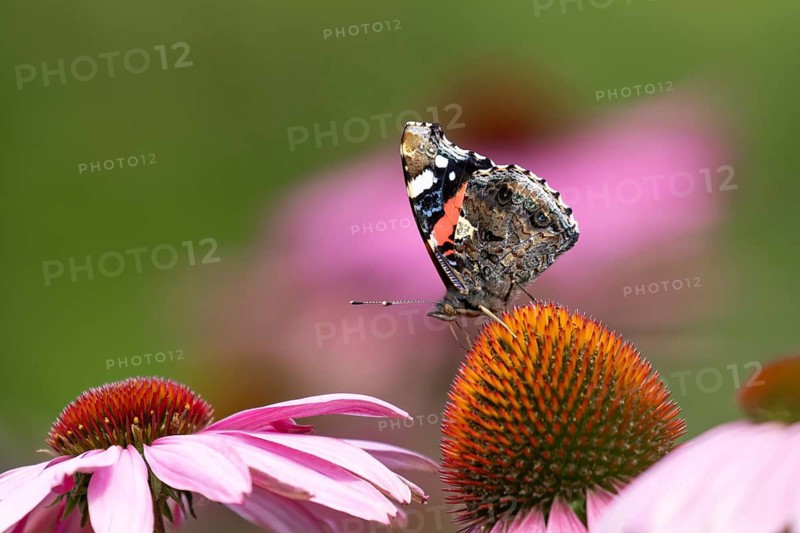 Red admiral butterfly (Vanessa atalanta) adult insect feeding on a garden purple Coneflower (Echinacea purpurea) flower in summer, England, United Kingdom