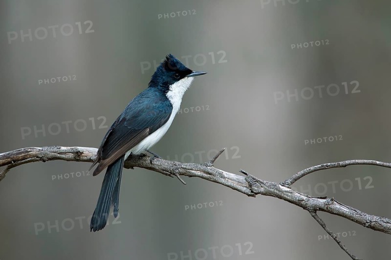 Restless Flycatcher (Myiagra inquieta) Victoria, Australia
