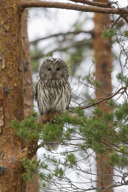 Ural owl (Strix uralensis) perched in spruce tree, Scandinavia