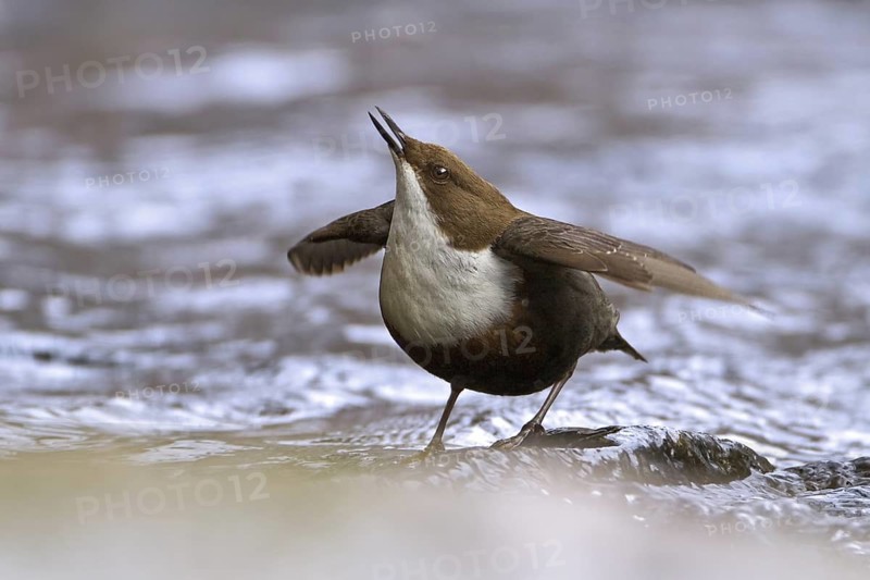White-throated Dipper (Cinclus cinclus) mating, Saxony-Anhalt, Germany