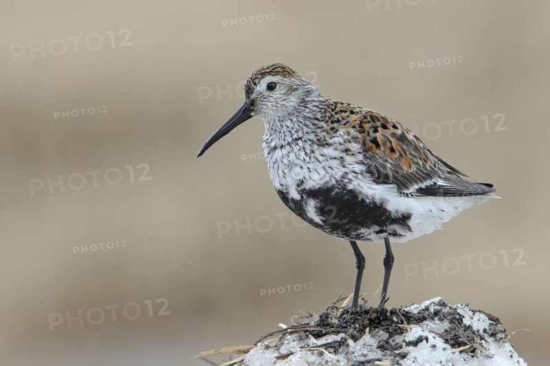 Dunlin (Calidris alpina), Alaska, USA