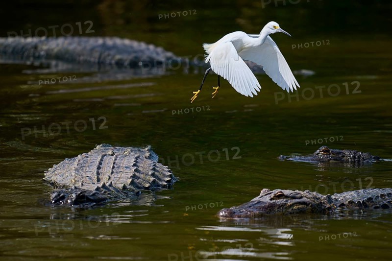 A white bird flies over several alligators in the water, Great White Egret (Egretta thula), American Alligator (Alligator mississippiensis), Orlando, Florida, USA