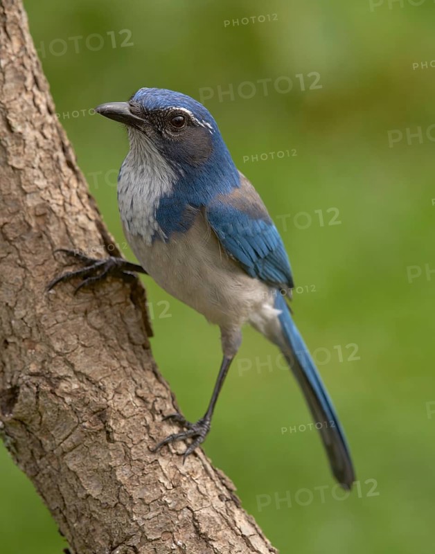 California Scrub-Jay (Aphelocoma californica)