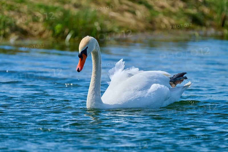 A swan glides silently over the glittering water, surrounded by plants, Mute Swan (Cygnus olor), spring, bird island, Altmühlsee, Muhr am See, Gunzenhausen, Franconian Lake District, Bavaria, Germany