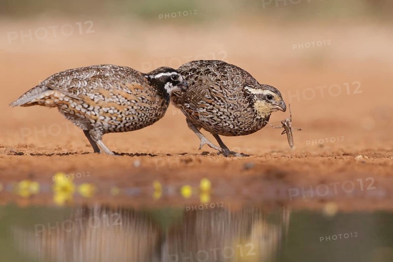 Northern Bobwhite (Colinus virginianus) pair, Texas, USA