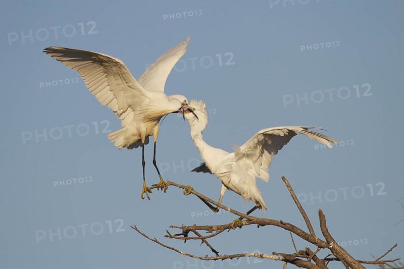 Little Egret (Egretta garzetta) juvenile, Camargue, France