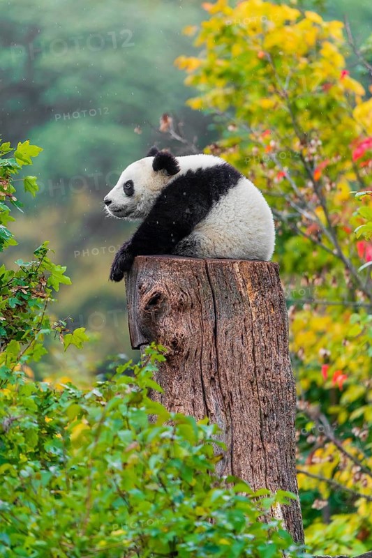 A Giant Panda, cub, ailuropoda melanoleuca, rests on top of a dead tree