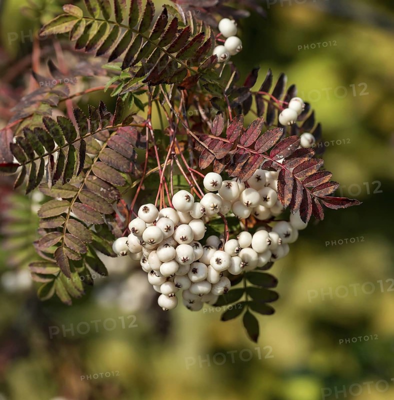 White-fruited mountain ash (Sorbus koehneana), Anhalt University of Applied Sciences, Germany