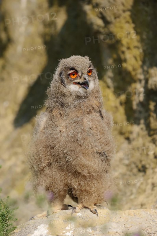 Eurasian eagle-owl (Bubo bubo), young bird at the breeding site, France