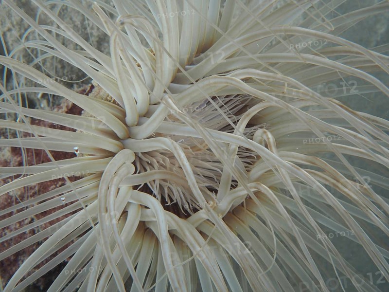 Cylinder rose (Cerianthus sp)