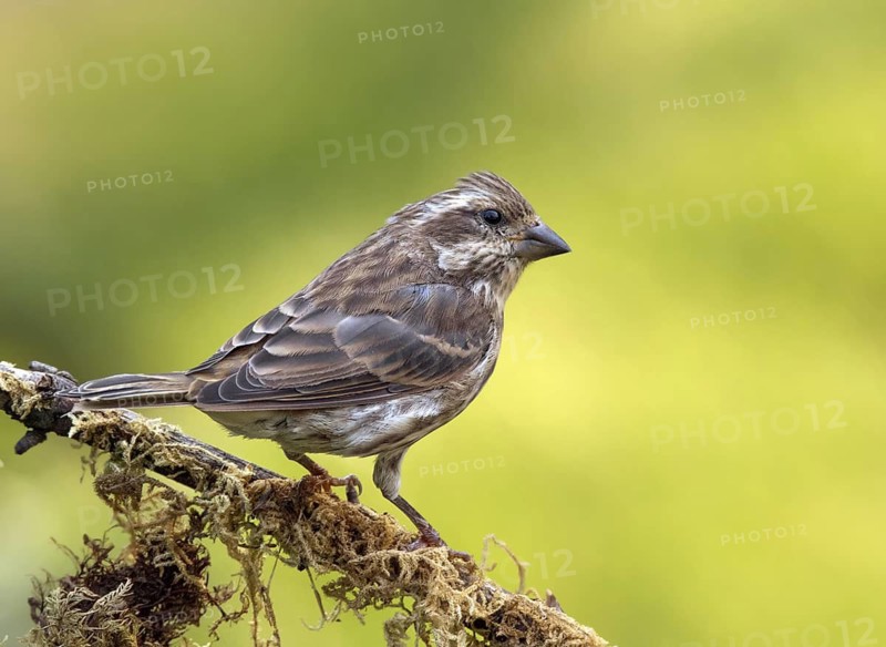 Purple Finch (Haemorhous purpureus) female, Saskatchewan, Canada