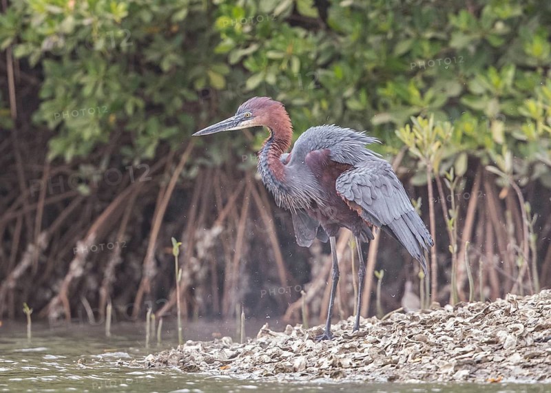 Goliath Heron (Ardea goliath), Gambia
