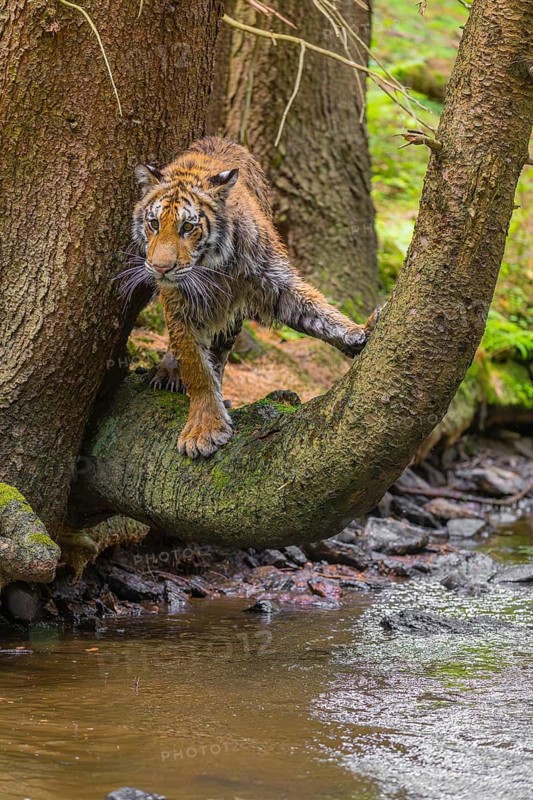 One young female Siberian Tiger, Panthera tigris altaica, standing on a curved tree over the cool fresh water of a creek deep in a forest