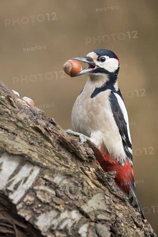 Great Spotted Woodpecker (Dendrocopos major), Lower Saxony, Germany