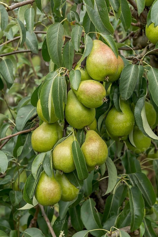 Pear (Pyrus communis GUTE LUISE VON AVRANCHES),  Germany