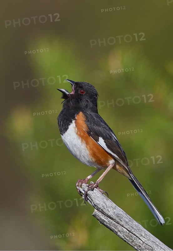 Eastern Towhee (Pipilo erythrophthalmus) male singing, Michigan, USA