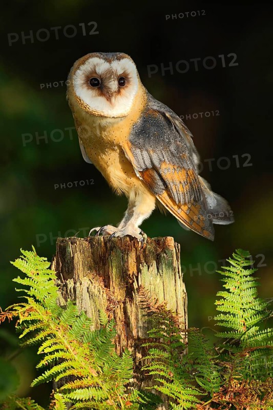 Barn owl, Tito alba, nice bird sitting on stone fence in forest cemetery with green fern, nice blurred light green the background, animal in the habitat, United Kingdom