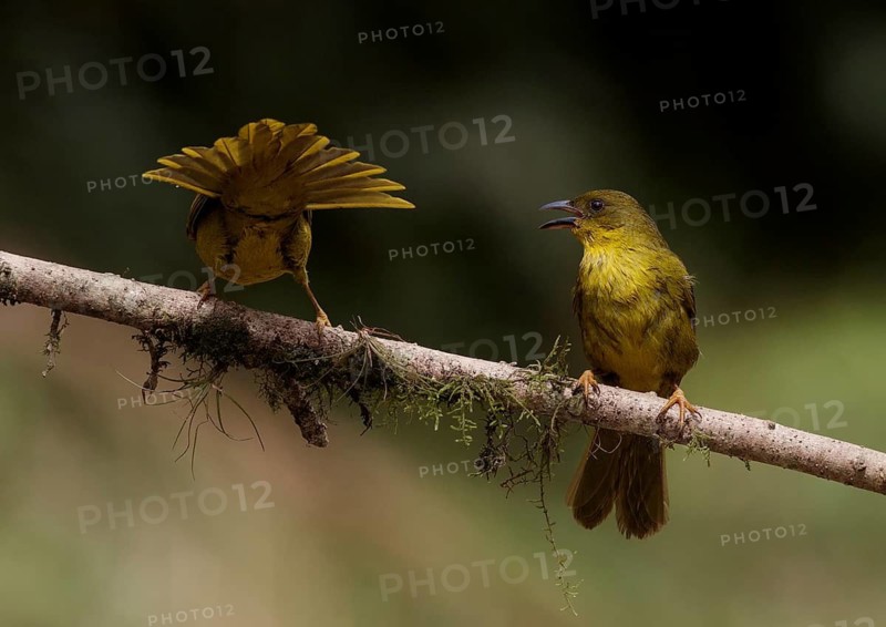 Olive-green Tanager (Orthogonys chloricterus) singing from branch, Atlantic rainforest, Brazil