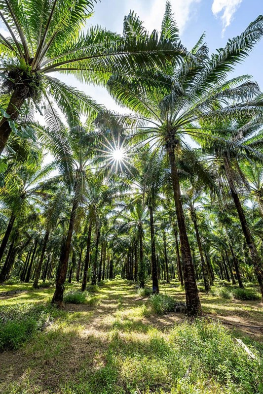 Palm oil plantation, environmental destruction through monoculture, Costa Rica