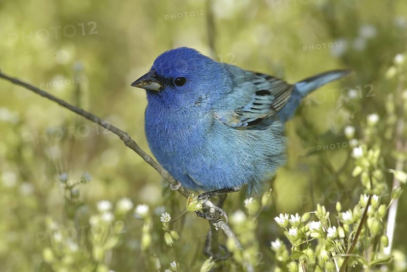Indigo Bunting (Passerina cyanea) male, Ontario, Canada