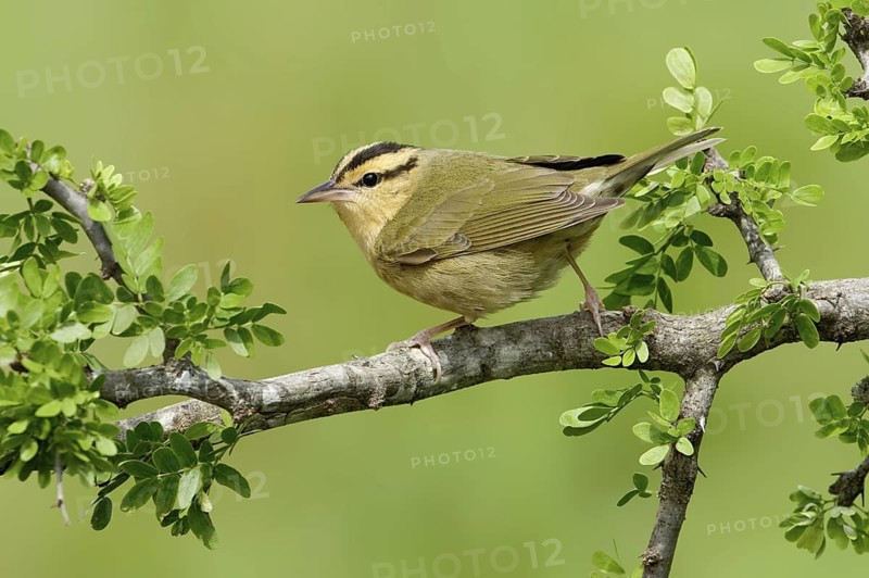 Worm-eating Warbler (Helmitheros vermivorum), Texas, USA