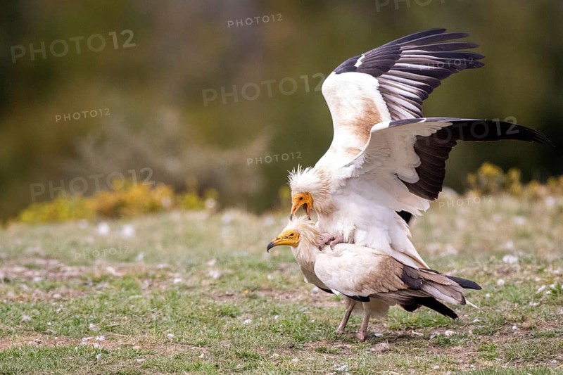 Egyptian Vulture (Neophron percnopterus) pair mating, Aragon, Spain