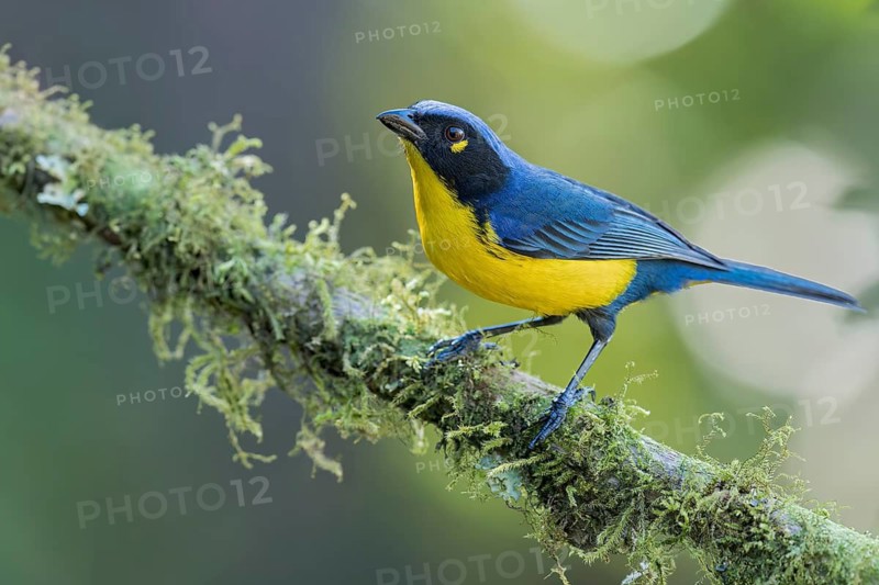 Santa Marta Mountain Tanager (Anisognathus melanogenys) perched on a branch in Colombia, South America