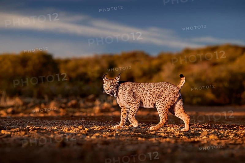 Spain wildlife. Iberian lynx, Lynx pardinus, wild cat endemic Spain in Europe. Rare cat walk in the nature habitat. Canine feline with spot fur coat, evening sunset light