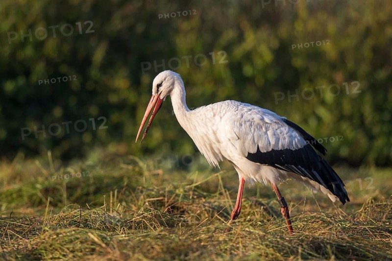 White Stork (Ciconia ciconia) foraging, North Rhine-Westphalia, Germany