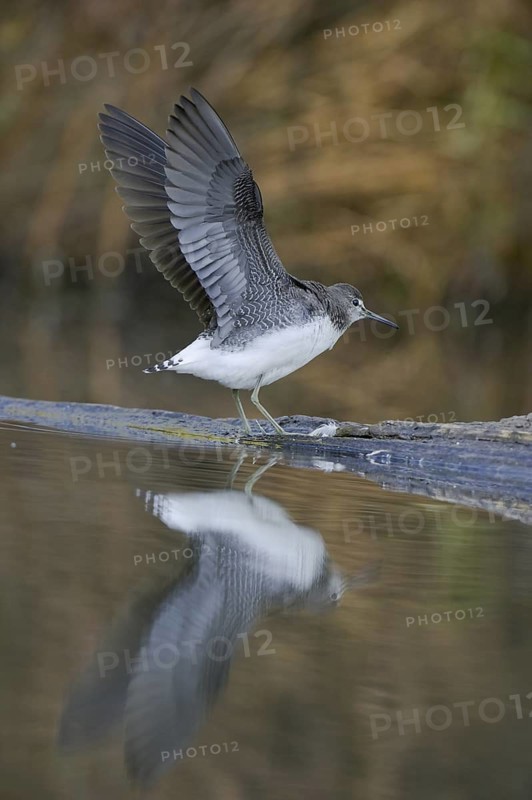 Green Sandpiper (Tringa ochropus), Saxony, Germany