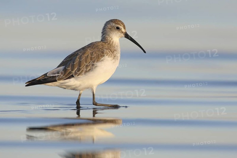 Curlew Sandpiper (Calidris ferruginea), Victoria, Australia