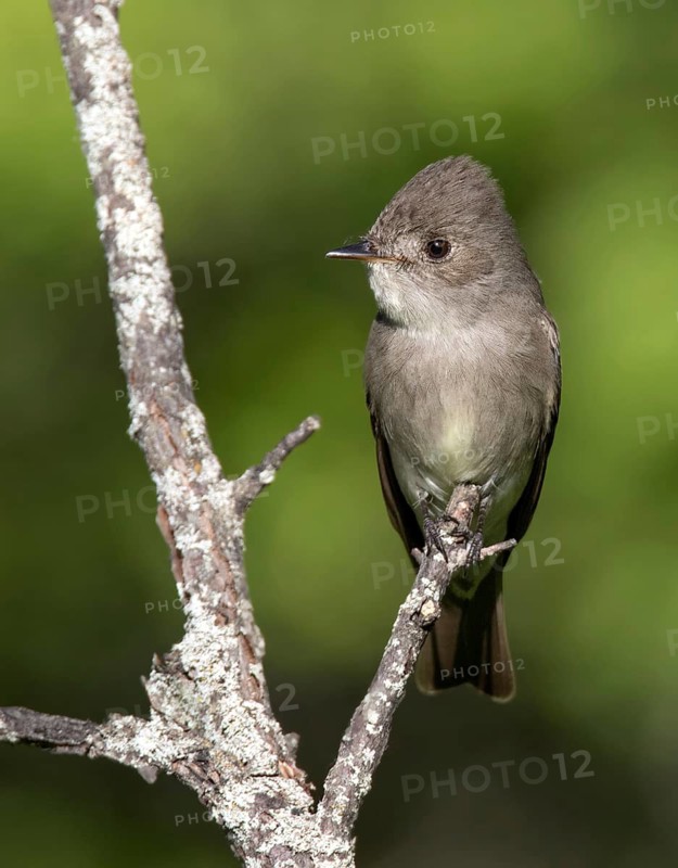 A Western Wood Pewee, Contopus sordidulus, perched at Cypress Hills Interprovincial Park, Saskatchewan