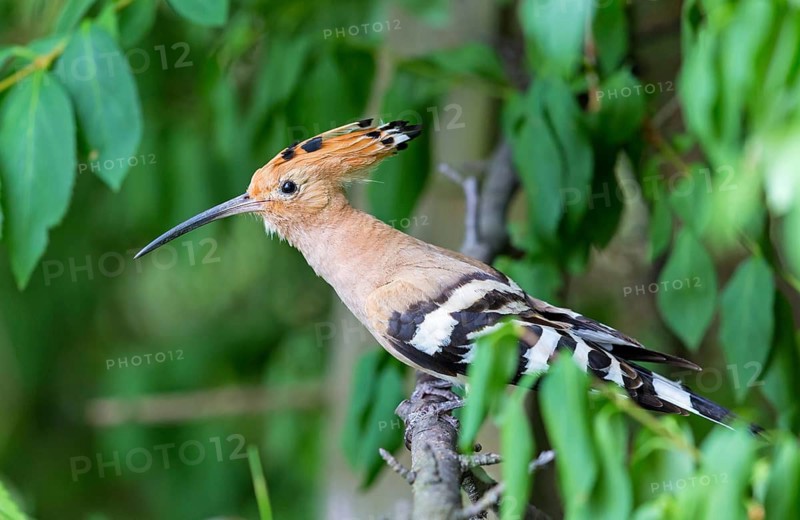 Hoopoe, (Upupa epops), animals, birds, family of tree hoppers, Großkarlbach, Bad Dürkheim district, Rhineland-Palatinate, Germany