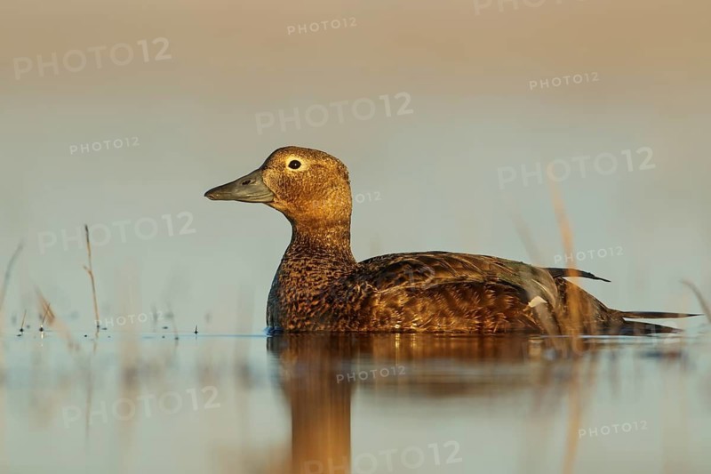 Steller's Eider (Polysticta stelleri) feeding on a small pond on the tundra in Northern Alaska