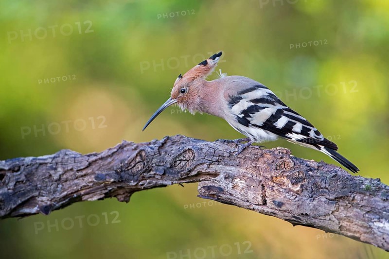 Eurasian Hoopoe (Upupa epops), Tuscany, Italy