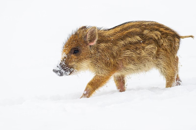 Wild boar (Sus scrofa) in the snow, fresh boar, Melle, Lower Saxony, Germany