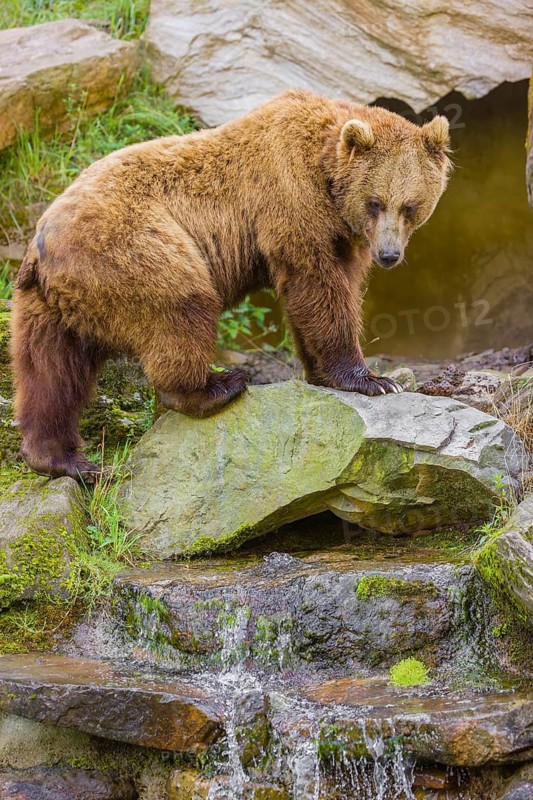 An adult brown bear (Ursus arctos arctos) walks across a rocky slope, crossing a creek above a cascade