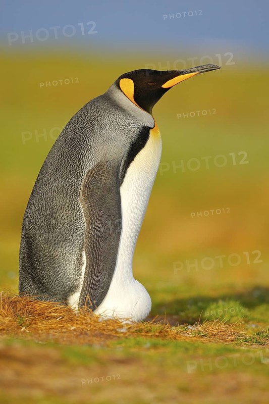 King penguin, Aptenodytes patagonicus sitting in grass with tilted head, Falkland Islands. Bird with blue sky, summer day. Beautiful animal in the grass
