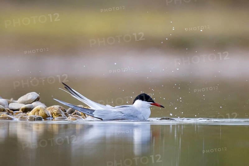 Common Tern (Sterna hirundo) bathing, North Rhine-Westphalia, Germany