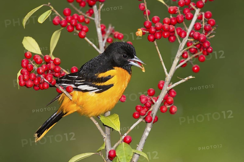 Baltimore Oriole (Icterus galbula) male feeding on red berries, Texas, USA