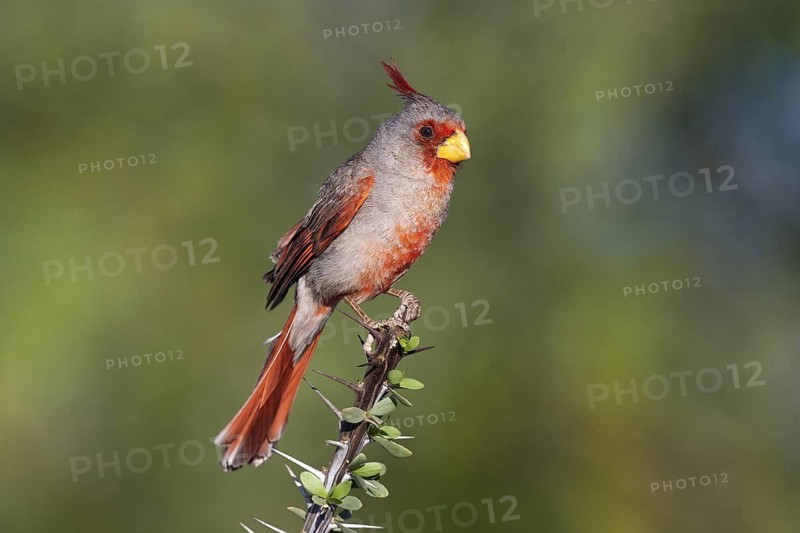 Pyrrhuloxia Cardinalis sinuatus Tucson, Pima County, Arizona, United States 3 June Adult Male Cardinalidae