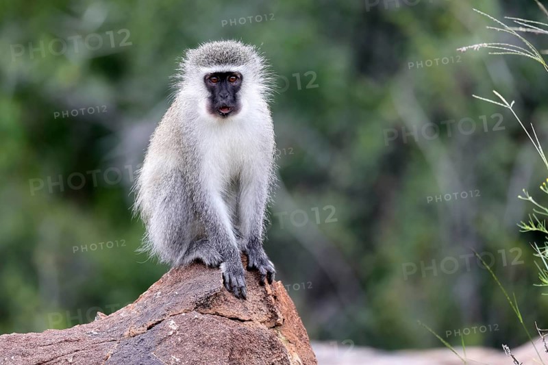 Vervet Monkey (Chlorocebus pygerythrus), adult, on rocks, alert, Mountain Zebra National Park, Eastern Cape, South Africa