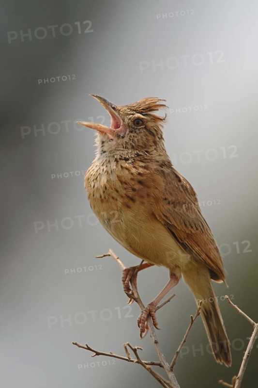 Rufous-naped Lark (Mirafra africana) singing