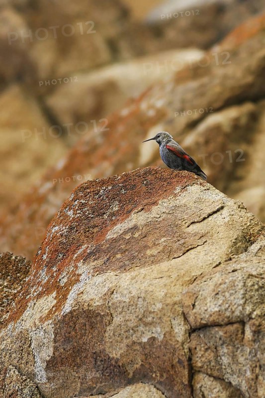 Wallcreeper (Tichodroma muraria), Mongolia