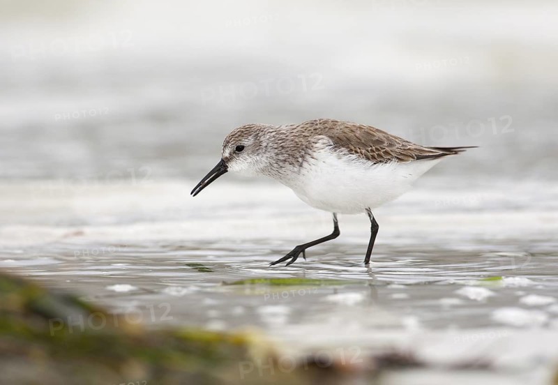 Western Sandpiper (Calidris mauri), Florida, USA