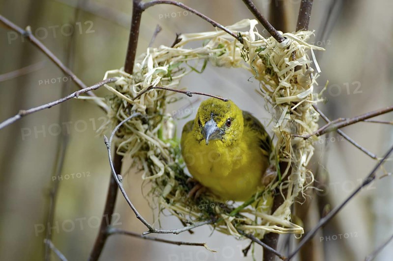 Textorweber / Dorfweber (Ploceus cucullatus), Village Weaver, Weibchen, Juli, Heimat: Afrika suedlich der Sahara, captive, Deutschland