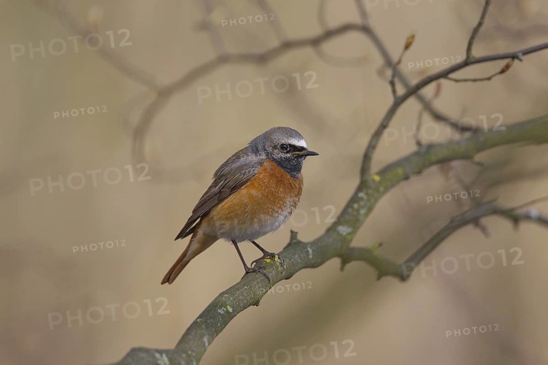Common Redstart (Phoenicurus phoenicurus) male, Aargau, Switzerland