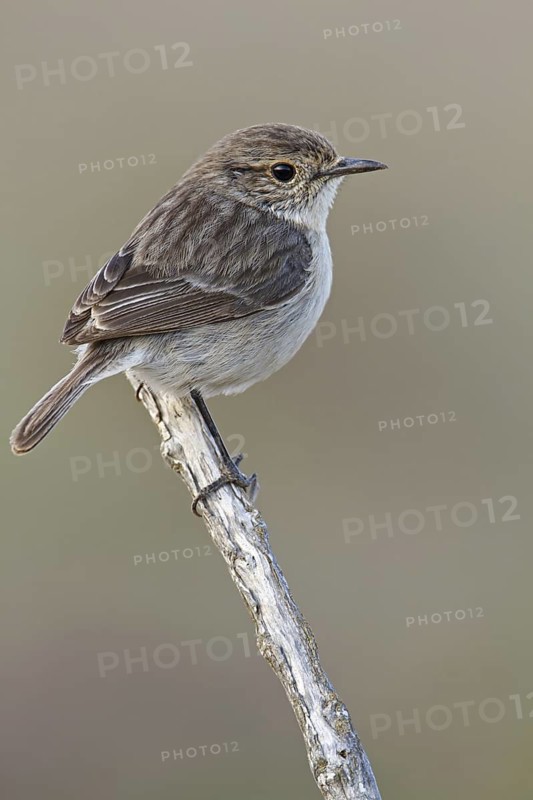 Canary Islands Stonechat (Saxicola dacotiae) female, Fuerteventura, Spain