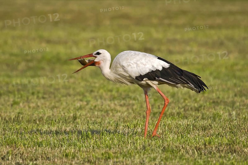 White Stork (Ciconia ciconia) eating a mouse, Bavaria, Germany